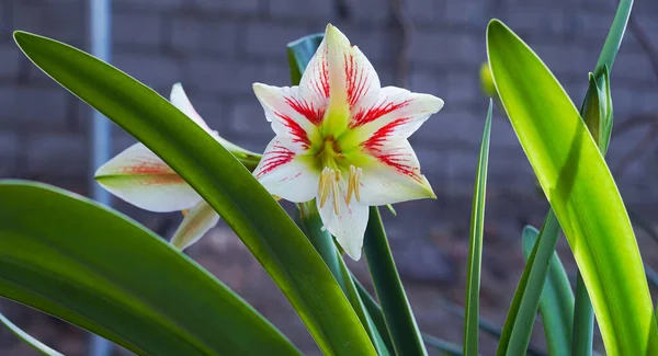                         Büyük çan çiçekleri açık beyaz       