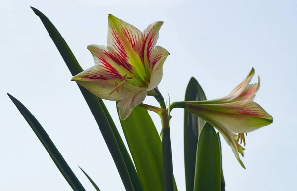 Flores Campana Grande Blanco Abierto — Foto de Stock