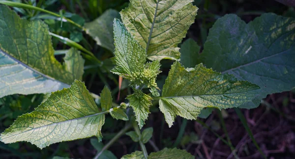                            Büyük yapraklı bitki tomurcuklarının makro görüntüsü     