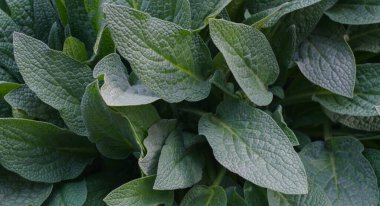                              Büyük yapraklı bitkilerin kalın yaprakları vardır.  