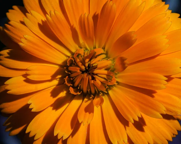 Μακρο Εικόνα Ενός Ανοιγμένου Κίτρινου Λουλουδιού Χαμομηλιού — Φωτογραφία Αρχείου