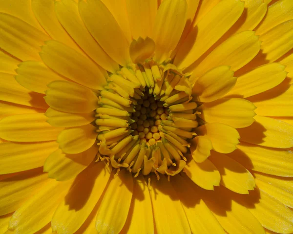Μακρο Εικόνα Ενός Ανοιγμένου Κίτρινου Λουλουδιού Χαμομηλιού — Φωτογραφία Αρχείου