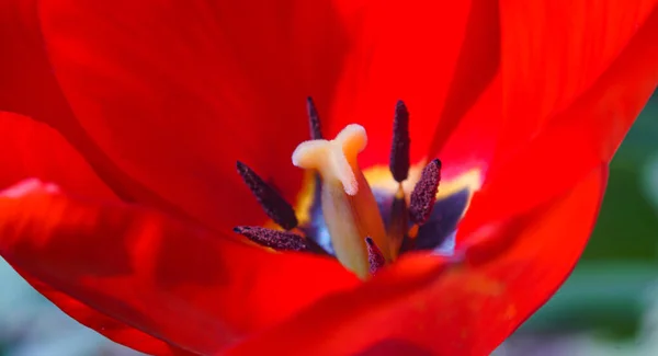 Les Graines Tulipes Ouvertes Sont Visibles — Photo