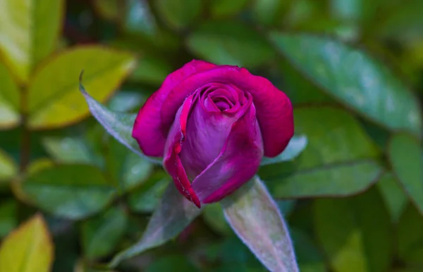 Macro Imagem Uma Rosa Rosa Uma Rosa Por Abrir — Fotografia de Stock