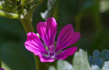                                Kırmızı çan çiçeğinin makro görüntüsü