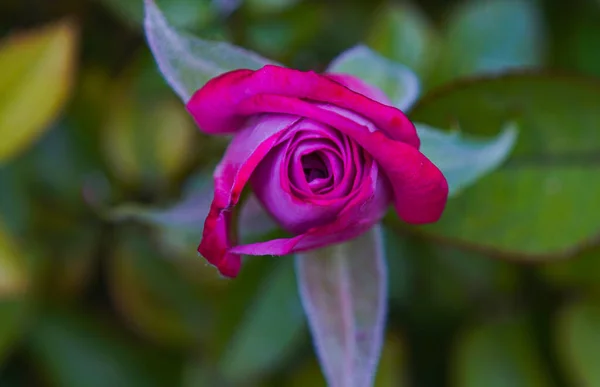 Macro Afbeelding Van Een Roze Roos Een Ongeopende Roos — Stockfoto