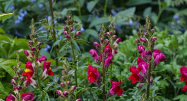                               Kırmızı çan çiçekleri açar, her çeşit çiçek. 