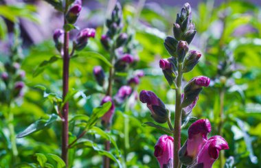                              Kırmızı çan çiçekleri açar, her çeşit çiçek.  