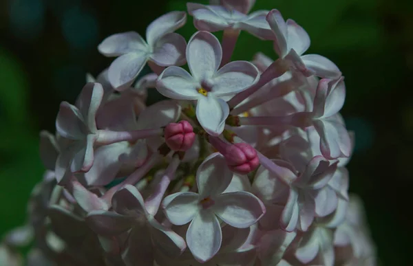 Siren Çiçekleri Pembe Siren Çiçekleri — Stok fotoğraf