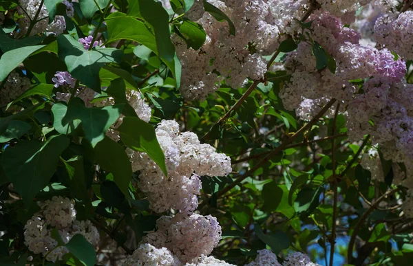     Siren çiçekleri, büyük siren ağaçları.                           