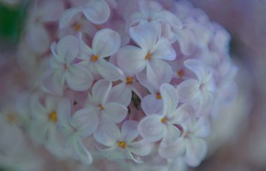             Siren çiçekleri, pembe siren çiçekleri                   