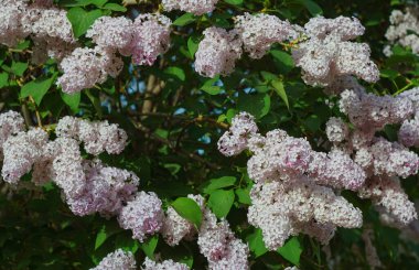                          Siren çiçekleri, büyük siren ağaçları.      