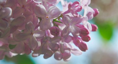              Siren çiçekleri, pembe siren çiçekleri                  