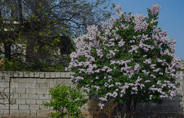 Siren Flower Buds Large Siren Tree — Stock Photo, Image