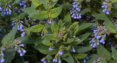                                Bölge küçük çan mavisi çiçeklerle doluydu.