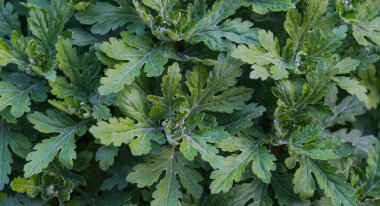                            Arka plan bitki yaprakları ve çiçek yapraklarıyla dolu.    