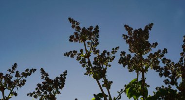                           Güneş ağacın tomurcuklarından parlıyor, bir siren çiçeği.     