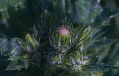                   Dikenli çiçek tomurcuklarının açılışının arifesinde             