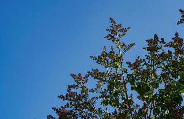                    Güneş ağacın tomurcuklarından parlıyor, bir siren çiçeği.            