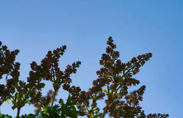                   Güneş ağacın tomurcuklarından parlıyor, bir siren çiçeği.             