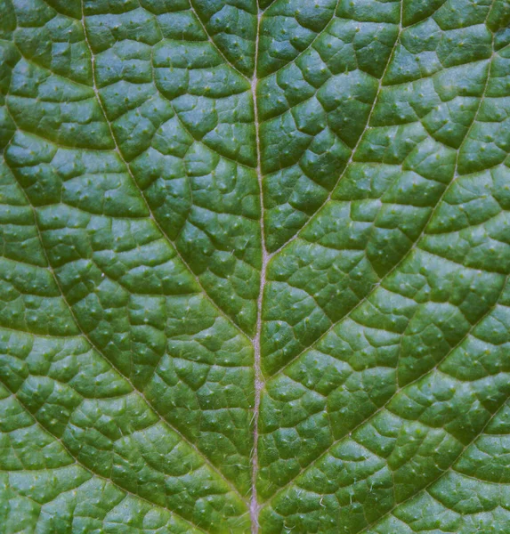 植物の葉の構造のマクロ画像 — ストック写真