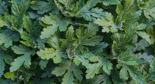                            Arka plan bitki yaprakları ve çiçek yapraklarıyla dolu.    