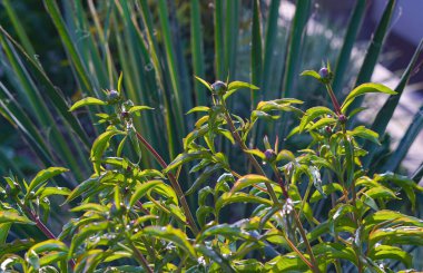                    Gün ışığında açılmamış gül tomurcukları            