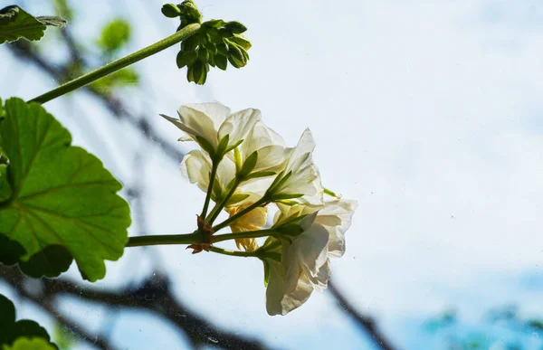 White Geranium Flower Buds Front Window — Stock Photo, Image