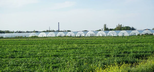 温室种植园 田间温室 — 图库照片