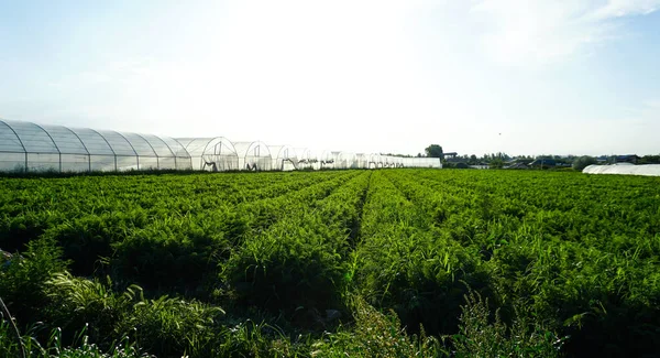 温室种植园 田间温室 — 图库照片