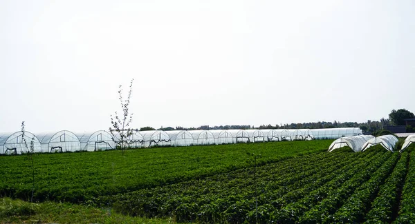 温室种植园 田间温室 — 图库照片