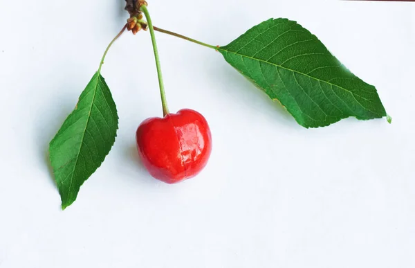 Cherry White Background Red Cherry — Stockfoto