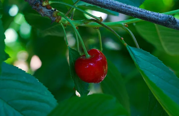 Třešňové Ovoce Větvi Stromu Červené Třešňové Ovoce — Stock fotografie