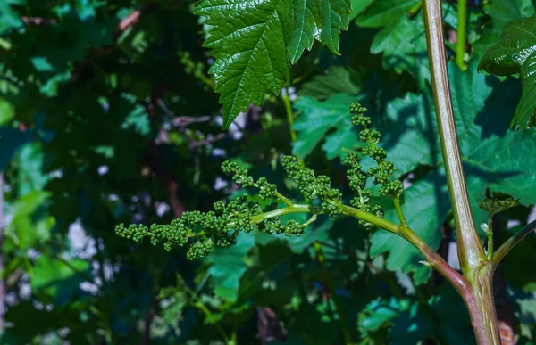 On the eve of flowering vines