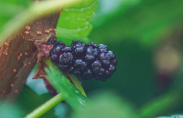 Maulbeeren Auf Maulbeerzweigen Rote Maulbeerfrüchte — Stockfoto
