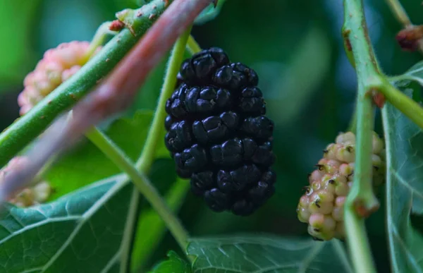 Bacche Gelso Rami Gelso Frutti Gelso Rossi — Foto Stock