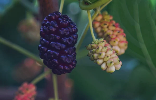 Moruše Větvích Morušovníku Ovoce Červených Moruše — Stock fotografie