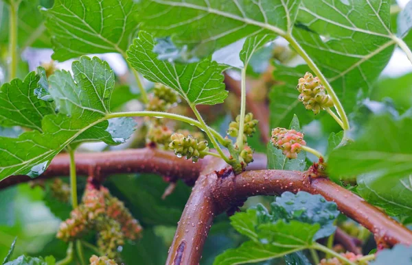 Mulberry Tree Unripe Red Mulberry — Stock Photo, Image