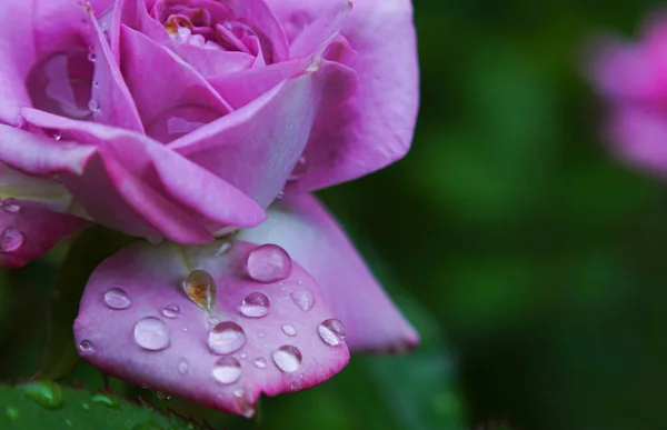 Una Gota Agua Sobre Pétalo Rosa Una Rosa —  Fotos de Stock