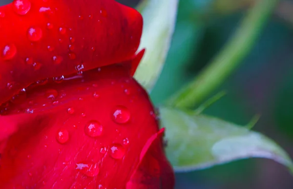 Uma Gota Água Uma Pétala Rosa Uma Rosa Rosa — Fotografia de Stock