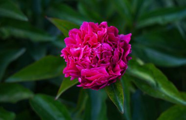                Büyük kırmızı bir çiçek açılıyor, kırmızı güller.                