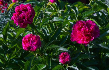                   Büyük kırmızı bir çiçek açılıyor, kırmızı güller.                    