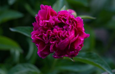                                Büyük kırmızı bir çiçek açılıyor, kırmızı güller.