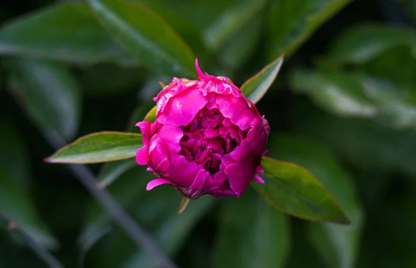 Abre Una Gran Flor Roja Rosas Rojas — Foto de Stock