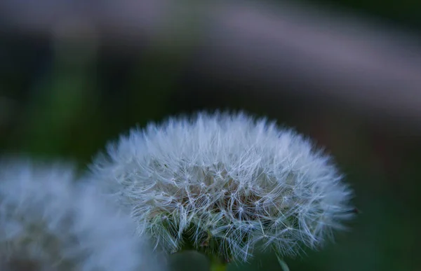 Dandelion Seeds Fly Away — Stock Photo, Image