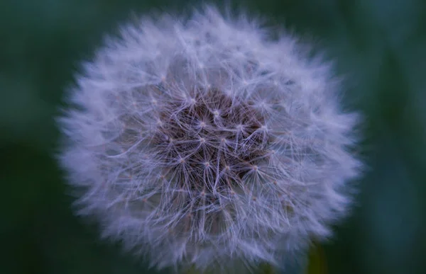 Dandelion Seeds Fly Away — Stock Photo, Image