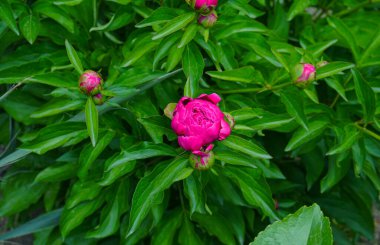                             Açılmamış bir çiçek goncasının makro resmi            