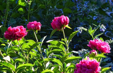                         Büyük kırmızı bir çiçek, kırmızı bir gül açılıyor.       