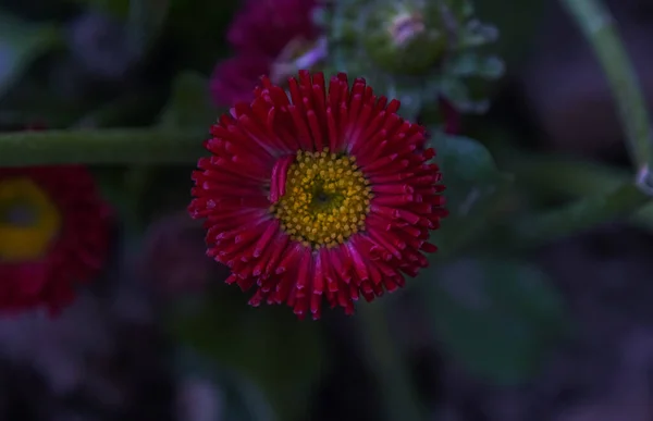 Kırmızı Bir Papatya Çiçeği Açılıyor — Stok fotoğraf