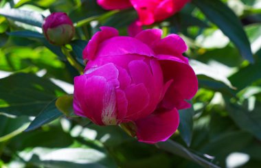                         Açılmamış çiçek tomurcuklarının makro resmi       